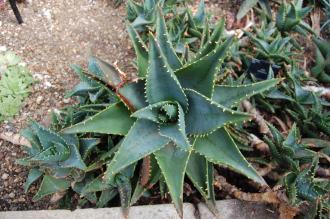Aloe mitriformis (28/02/2016, Kew Gardens, London)