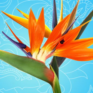 Birds of Paradise Fragrance Oil