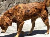 Worlds Rarest Breeds Dogs