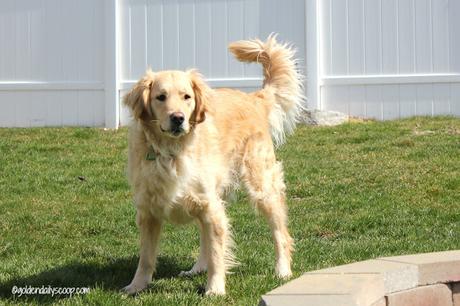 golden retriever, dog, stare down, #wordlesswednesday