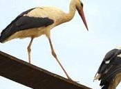 Klepetan, Stork Flies Back Thousands Mile, Every Year 14th Year.