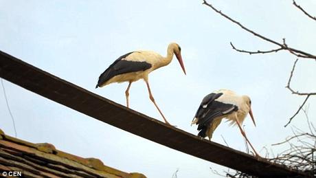 Klepetan, the Stork flies back thousands of mile, every year - for 14th year.