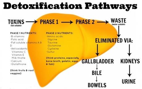 Detoxification Benefits & Weight Loss