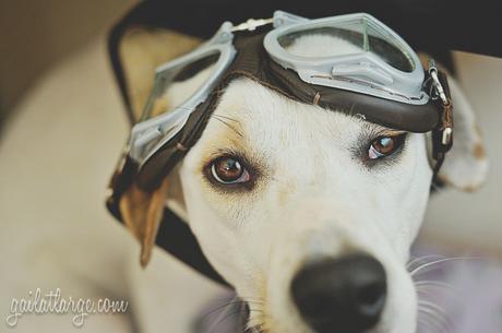 AviatorDog