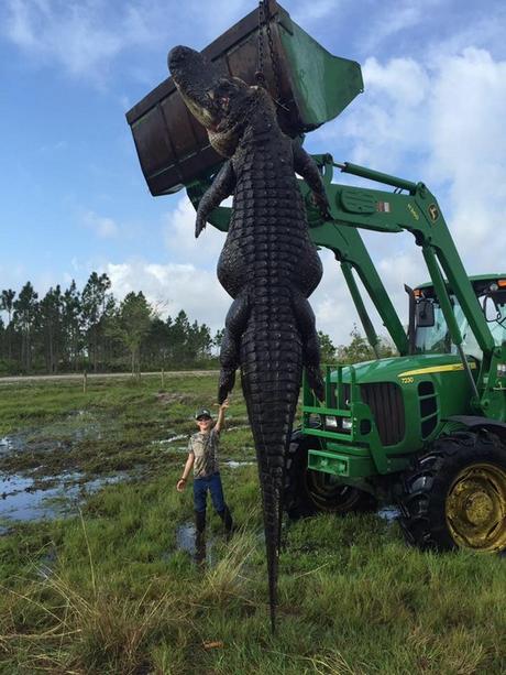 giant-780-pound-alligator-florida