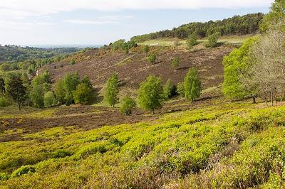 Review: The Rise and Fall of the English Switzerland