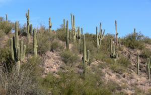 Sonoran Desert Vegetation beside Interstate Highway 17.