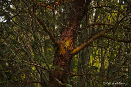 Arbutus trees, British Columbia