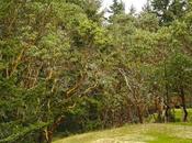 Arbutus Trees, British Columbia