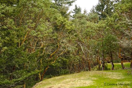 Arbutus trees, British Columbia