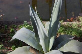 Agave weberi Leaf (28/02/2016, Kew Gardens, London)