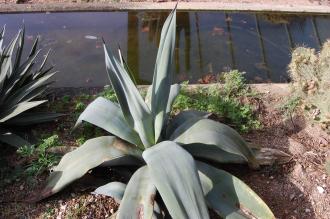 Agave weberi (28/02/2016, Kew Gardens, London)