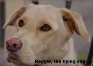 Reggie the flying dog