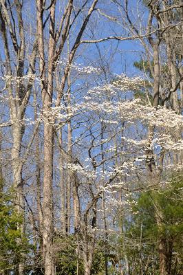 Spring Trees Float Like Apparitions