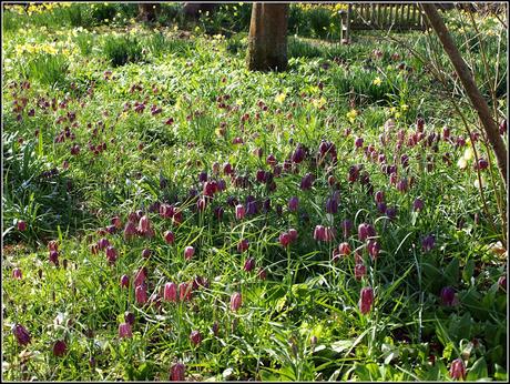 Fritillaries and Cobblers