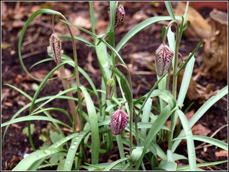 Fritillaries and Cobblers