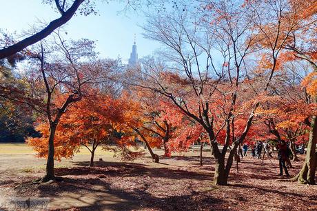 Western Tokyo in a Day: Harajuku, Shibuya, and Shinjuku