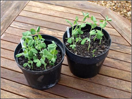 Transplanting peas