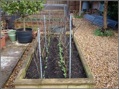 Transplanting peas