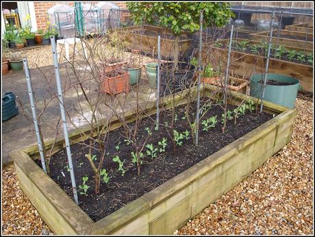 Transplanting peas