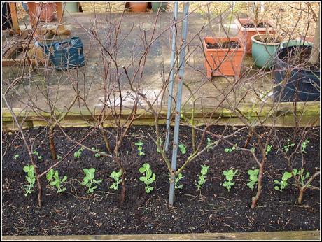 Transplanting peas