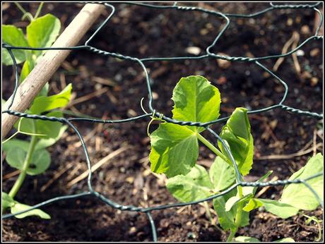 Transplanting peas