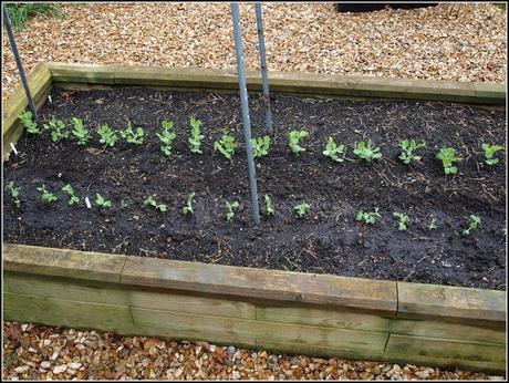 Transplanting peas