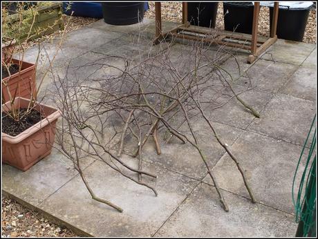 Transplanting peas