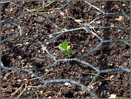 Transplanting peas