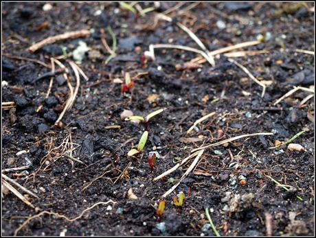 Transplanting peas