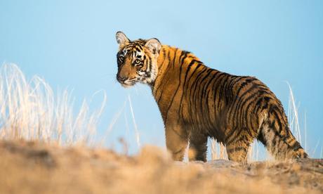 World's Tiger Population on the Rise for First Time in 100 Years