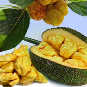 Brazilian Jackfruit Fragrance Oil