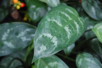 Aglaonema commutatum var. maculatum Leaf (28/02/2016, Kew Gardens, London)