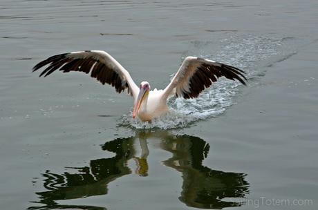 11-pelican