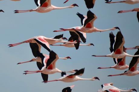 1-flamingos in flight