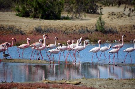 14-flamingos