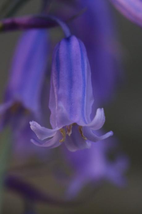 Bluebell - Hyacinthoides non-scripta