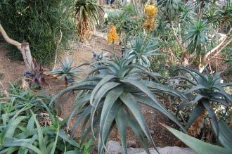 Aloe africana (28/02/2016, Kew Gardens, London)