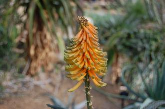 Aloe africana Flower (28/02/2016, Kew Gardens, London)