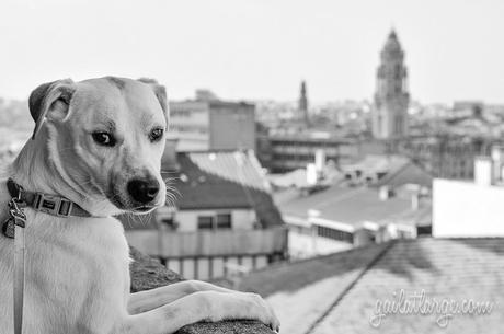 Ice the Dog *not* admiring the view from Silo Auto by Trindade, Porto