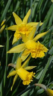 Stoneywell, where daffodils are the new snowdrops