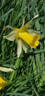 Stoneywell, where daffodils are the new snowdrops