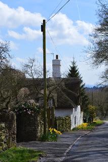 Stoneywell, where daffodils are the new snowdrops