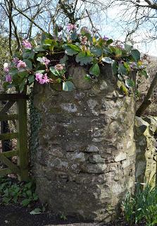 Stoneywell, where daffodils are the new snowdrops