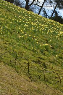 Stoneywell, where daffodils are the new snowdrops