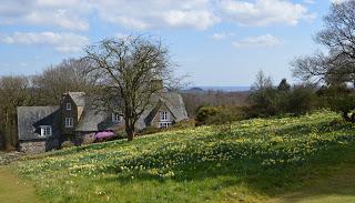 Stoneywell, where daffodils are the new snowdrops