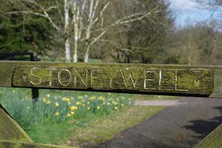 Stoneywell, where daffodils are the new snowdrops