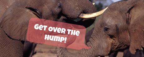 Get-Over-The-Hump Day: Elephant Rescue, Mindblowing McGurk Effect, and Explaining the Wage Gap (by Kids)