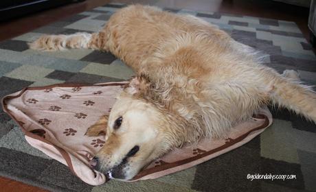 luv and emma's microfiber pet towel for dogs