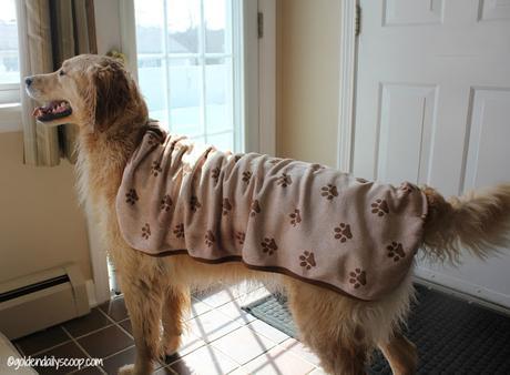 keeping dogs dry with luv and emma's dry pets plus microfiber towel